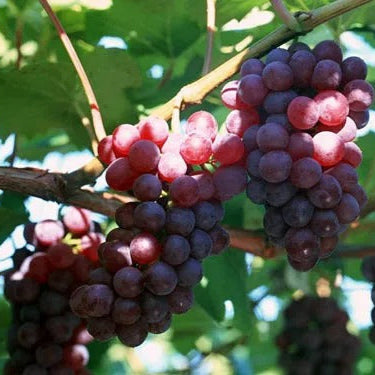 Florea / Semillas de uva gigante®