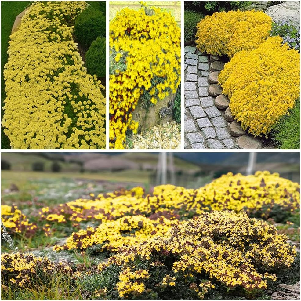 Semillas de tomillo rastrero de cultivo casero, fáciles de plantar y cultivar. Flor perenne no transgénica. Semillas premium.