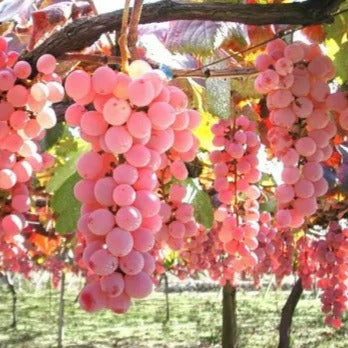 Florea / Semillas de uva gigante®